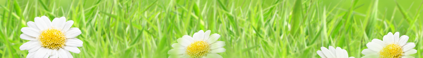 Grass with flowers